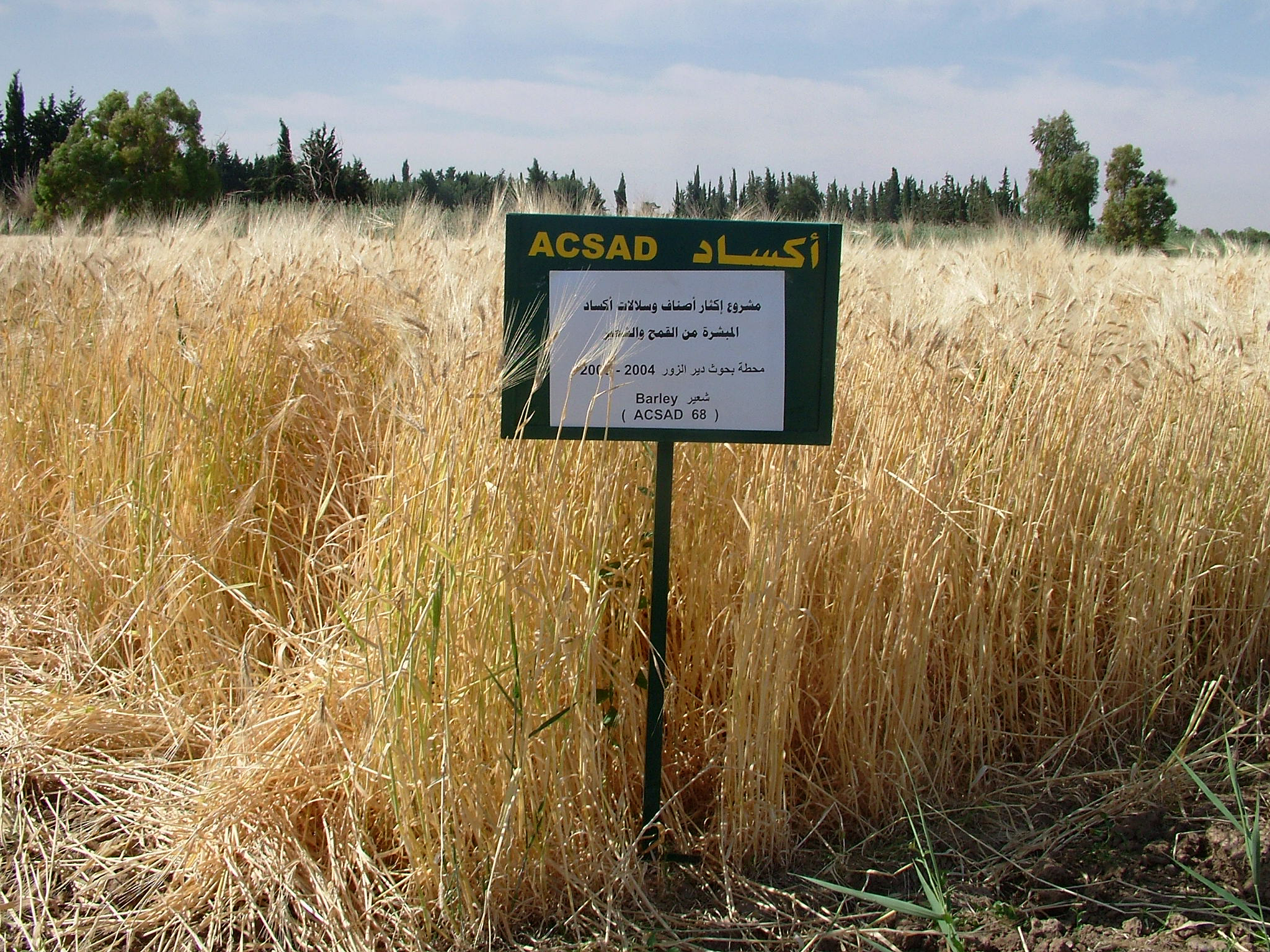 شعير 168.jpg